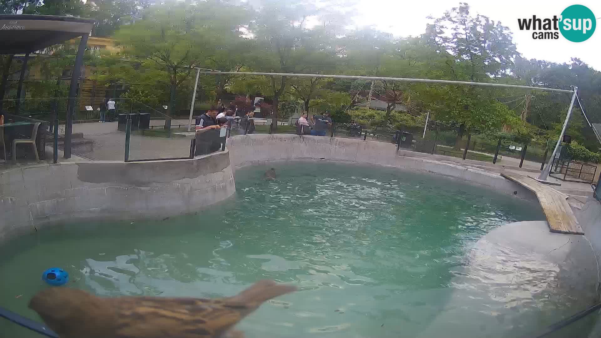 Zoo Zagreb – Kalifornischer Seelöwe