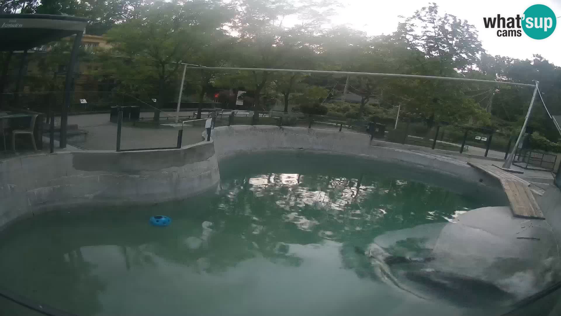 Zoo Zagreb – Kalifornischer Seelöwe