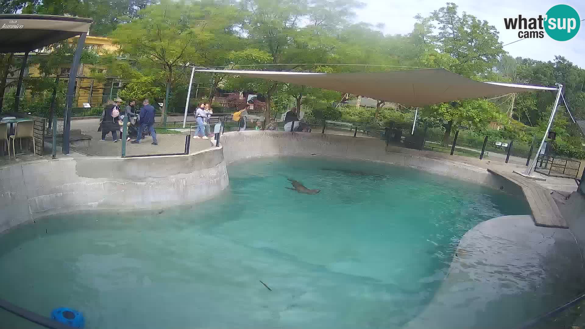Zoo Zagreb – Otaria della California