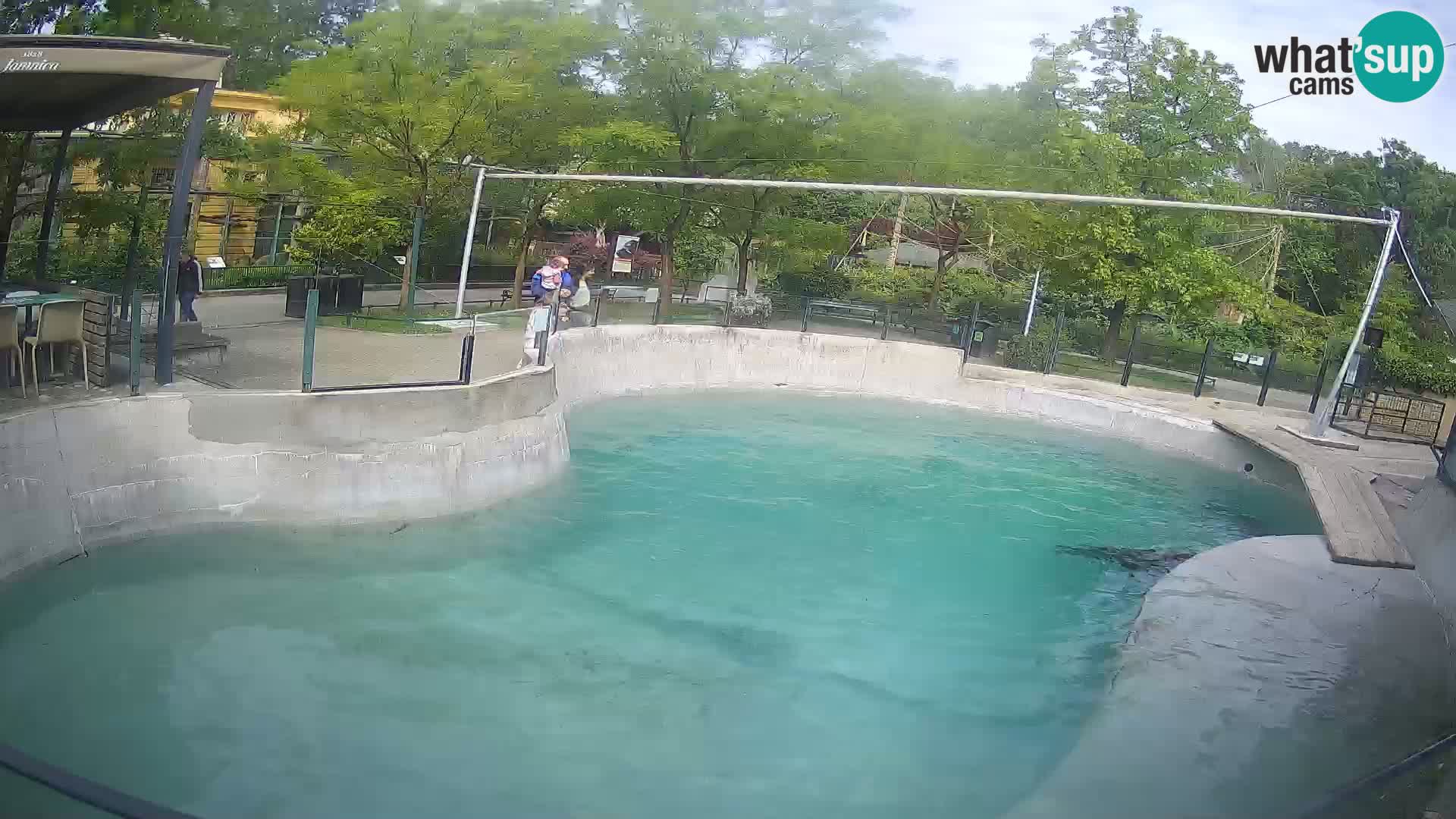 Zoo Zagreb – Otaria della California