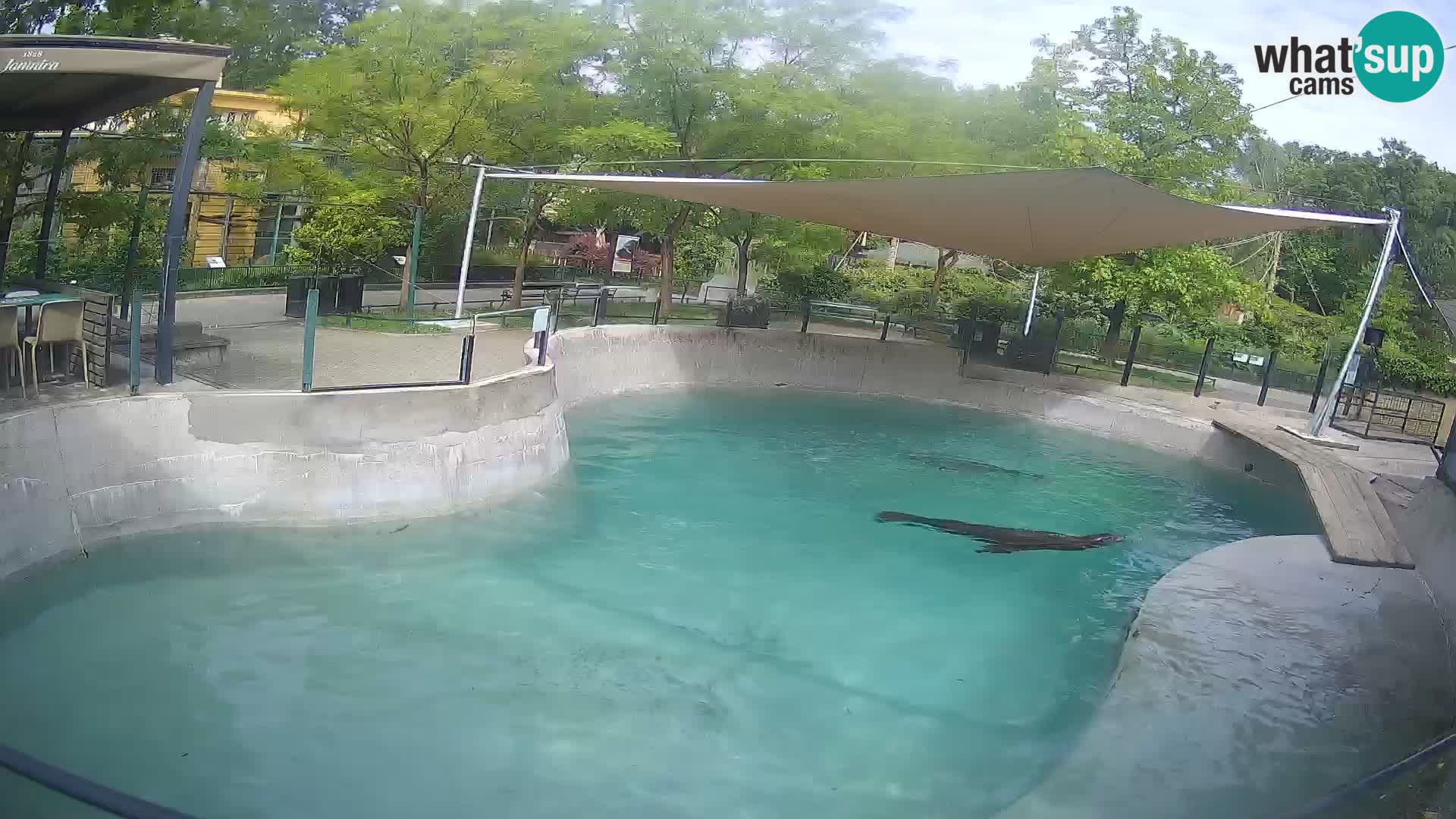 Zoo Zagreb – Kalifornischer Seelöwe
