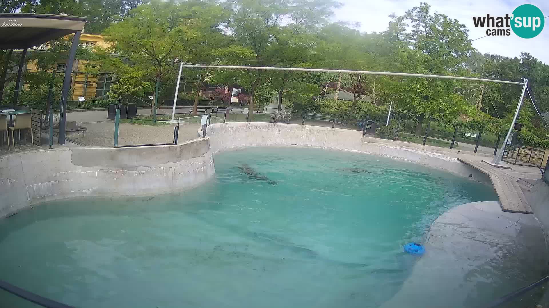 Zoo Zagreb – Kalifornijski morski lev