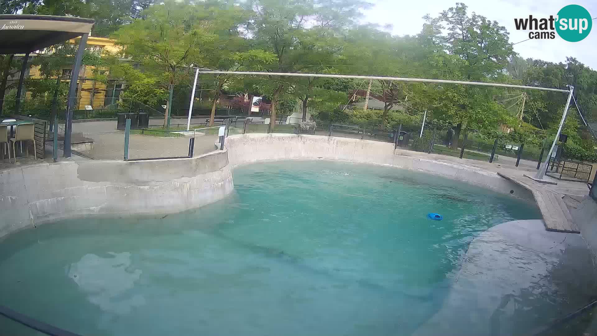 Zoo Zagreb –  León marino de California