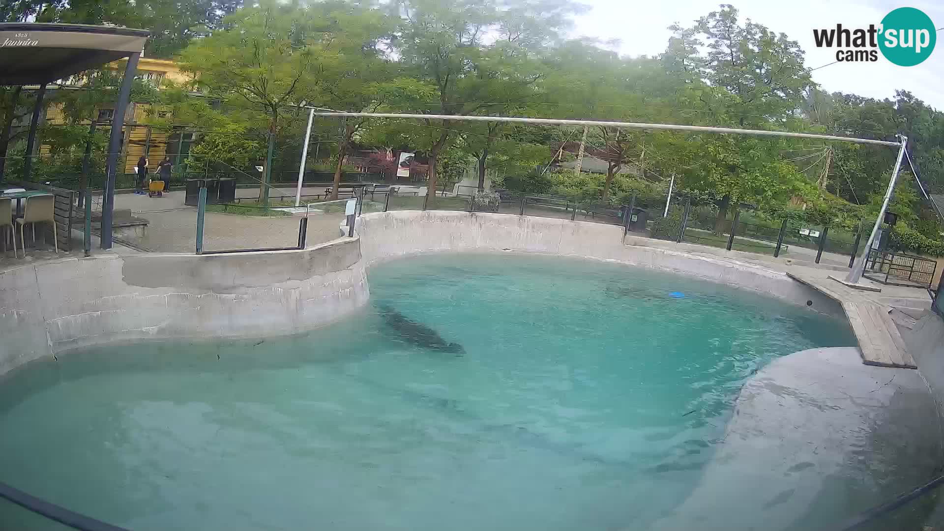 Zoo Zagreb – Otaria della California