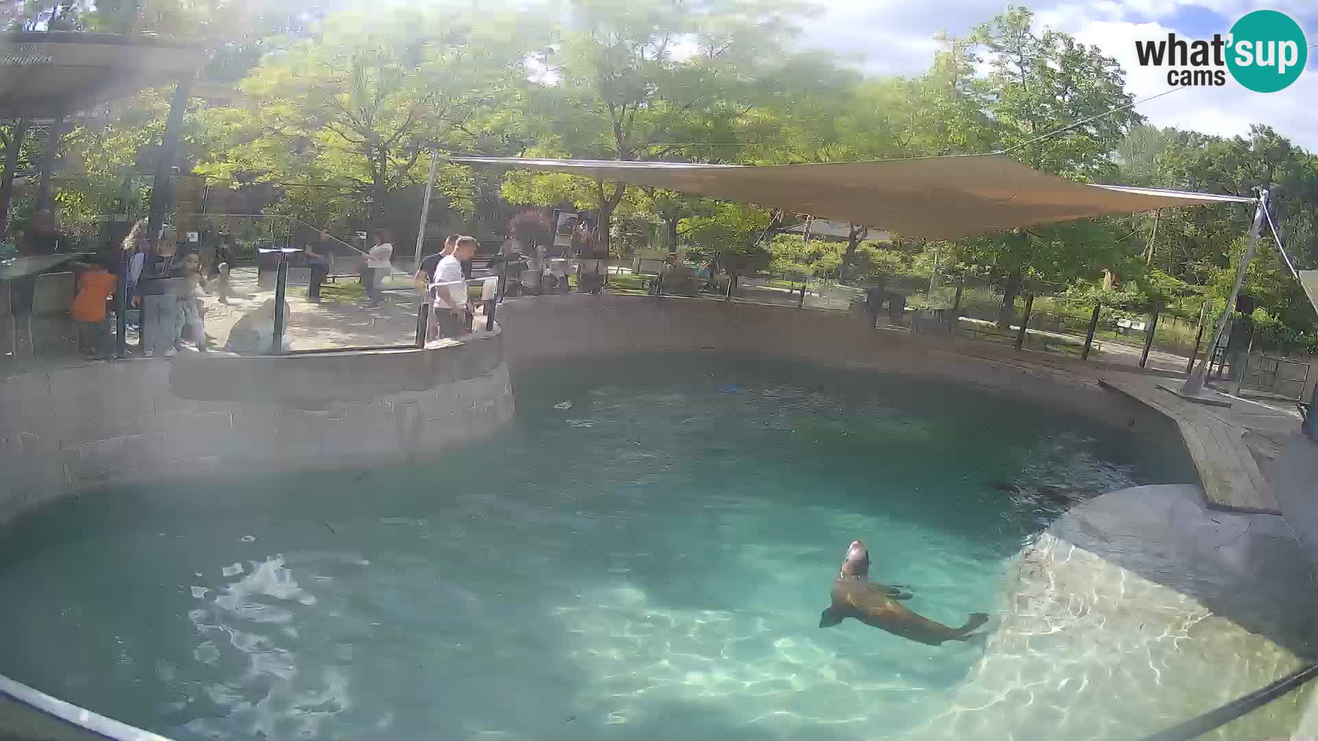 Zoo Zagreb –  León marino de California