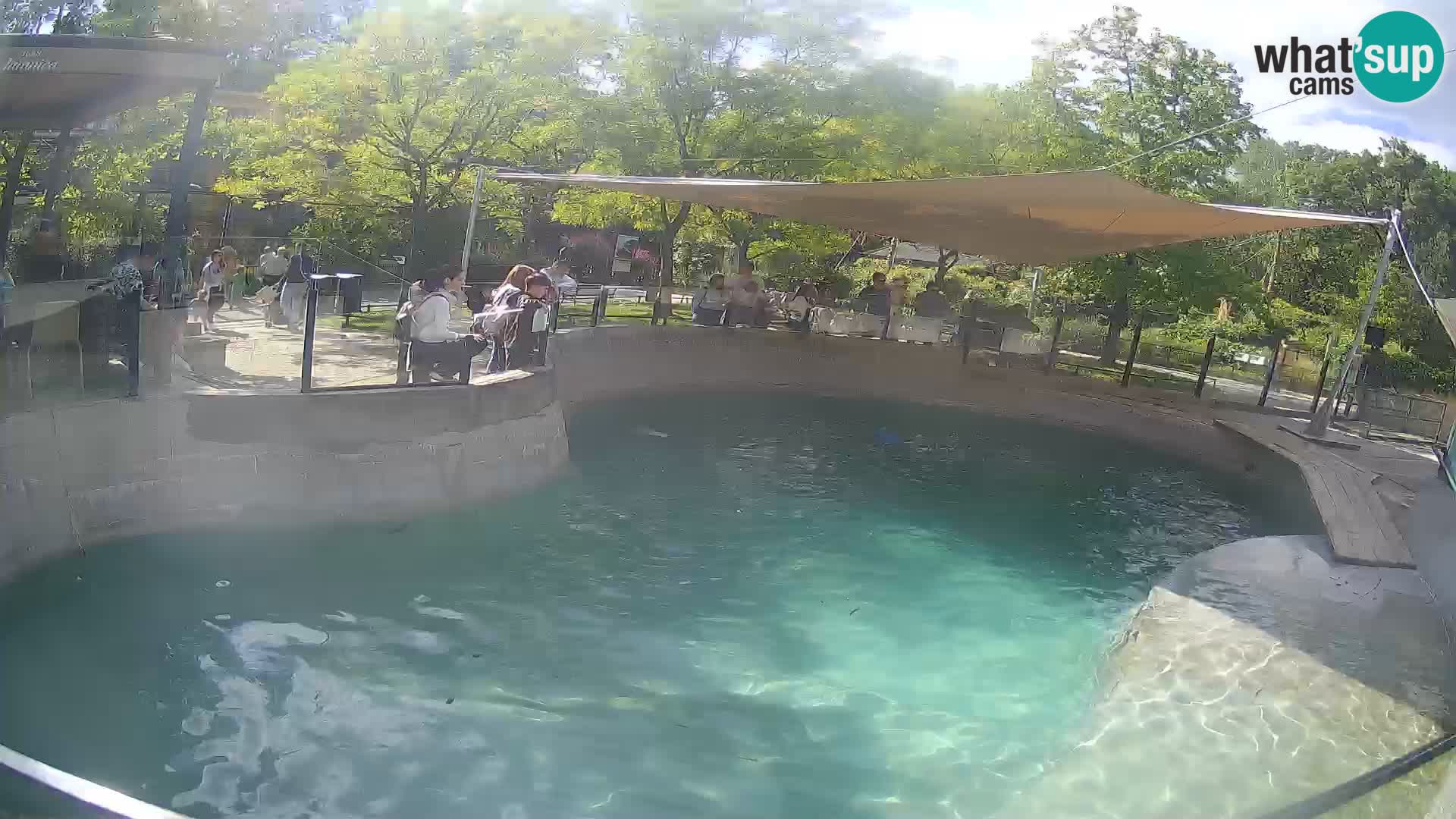 Zoo Zagreb – California Sea Lion