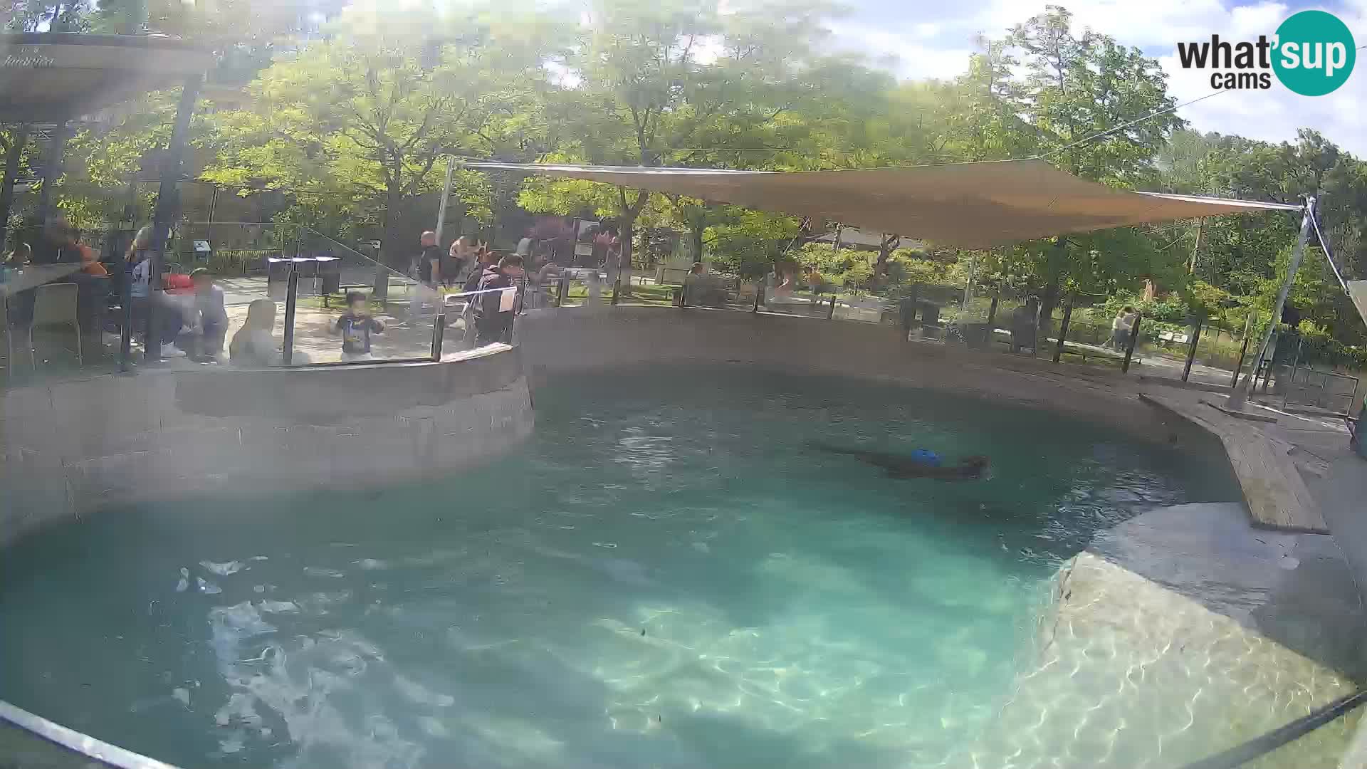 Zoo Zagreb –  León marino de California