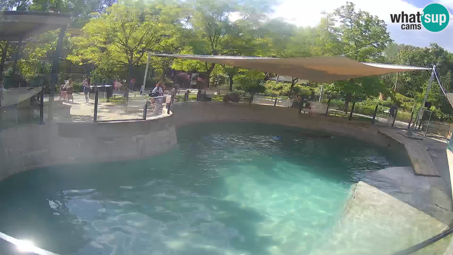 Zoo Zagreb – Kalifornijski morski lev