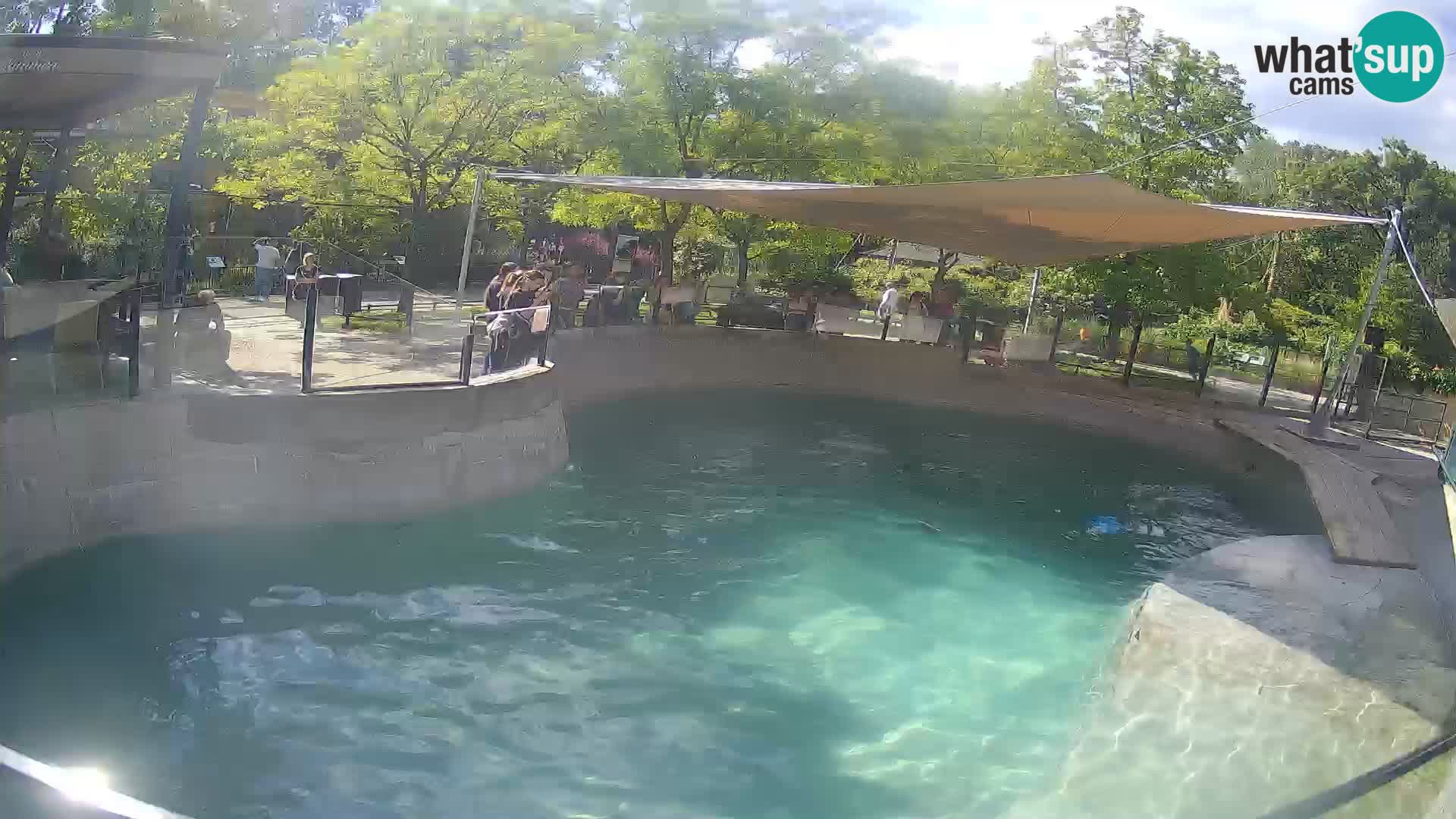 Zoo Zagreb – Kalifornijski morski lav