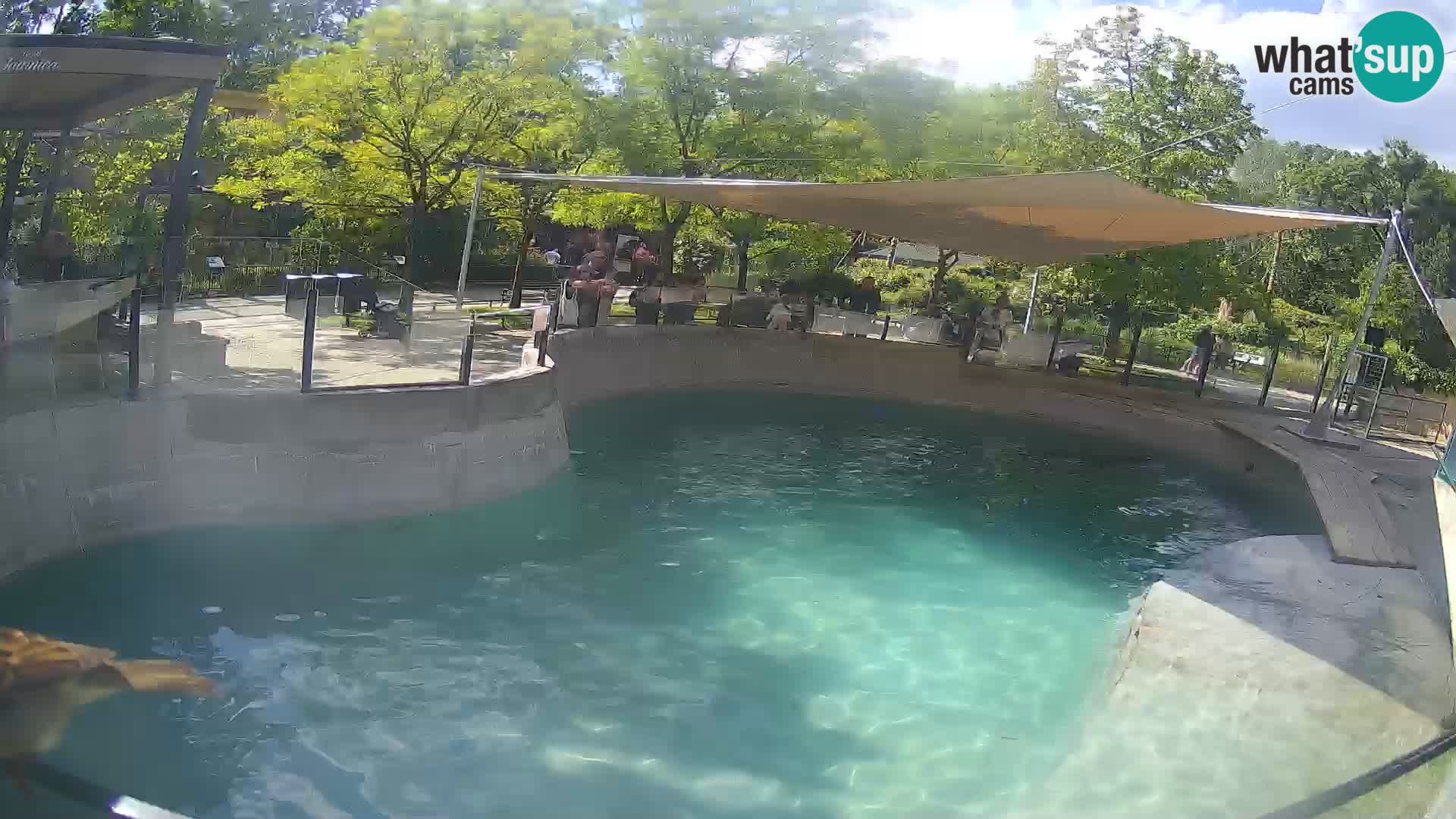 Zoo Zagreb – California Sea Lion