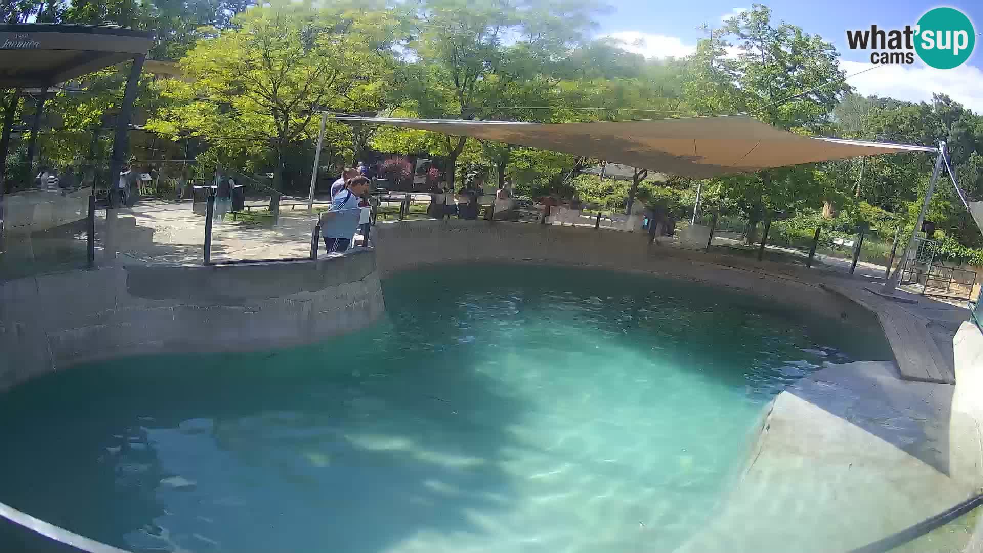 Zoo Zagreb – California Sea Lion