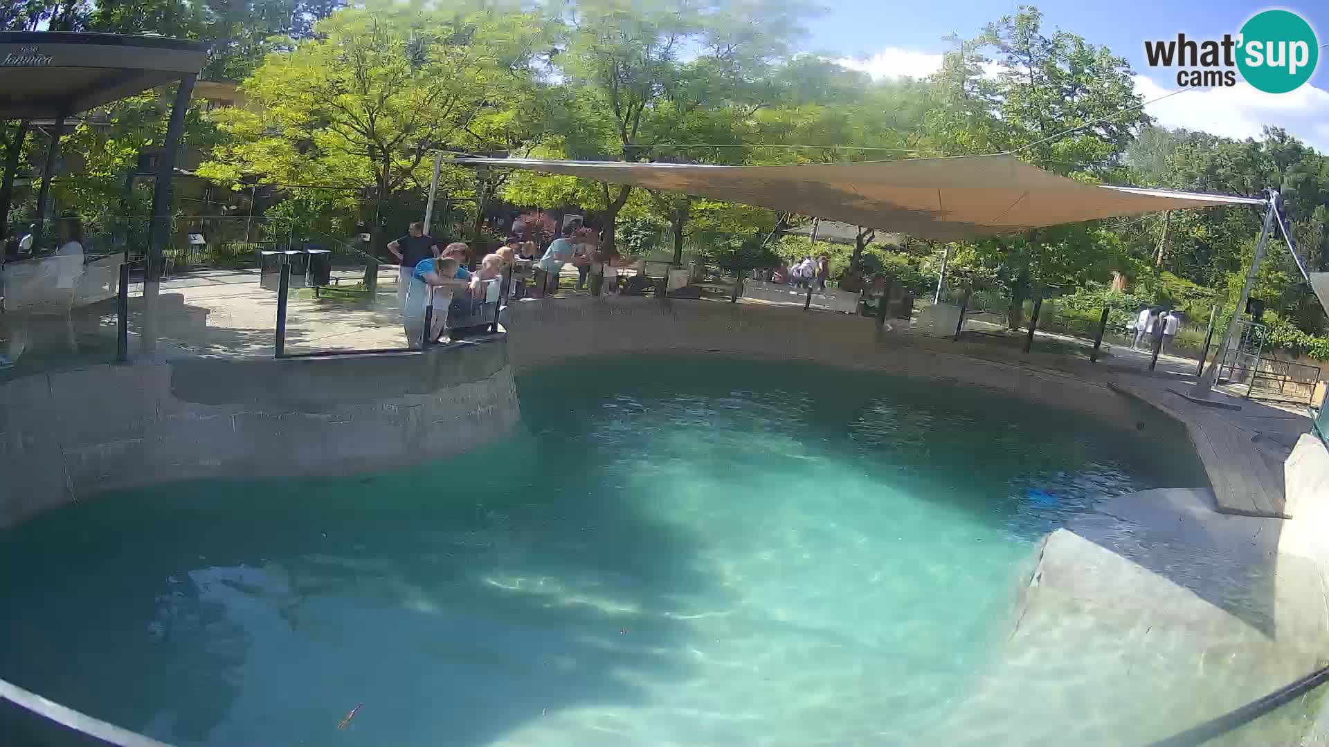 Zoo Zagreb – Kalifornischer Seelöwe