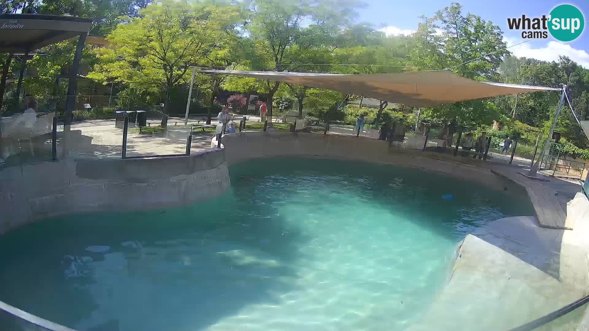 Zoo Zagreb – Kalifornischer Seelöwe
