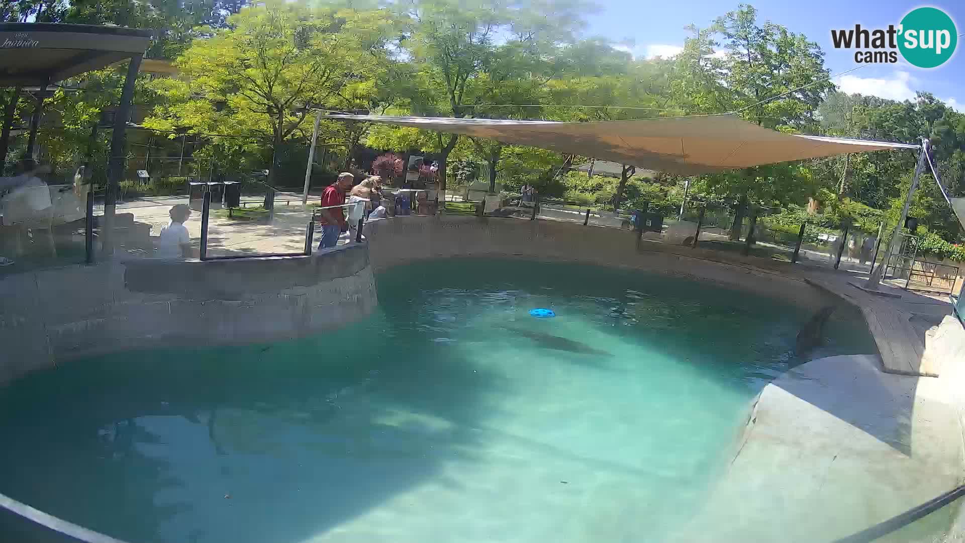 Zoo Zagreb – Kalifornijski morski lav
