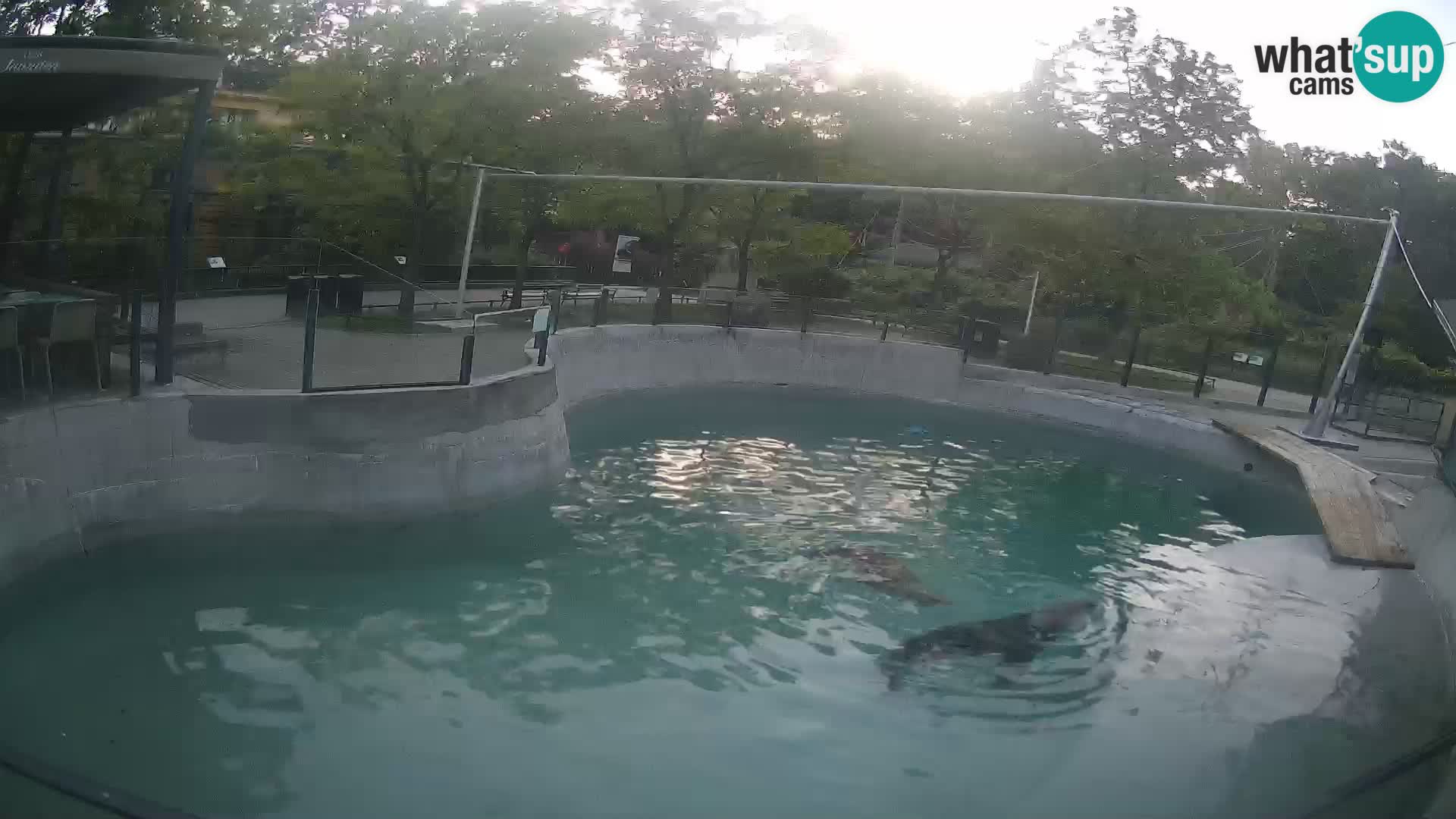Zoo Zagreb – Kalifornijski morski lev