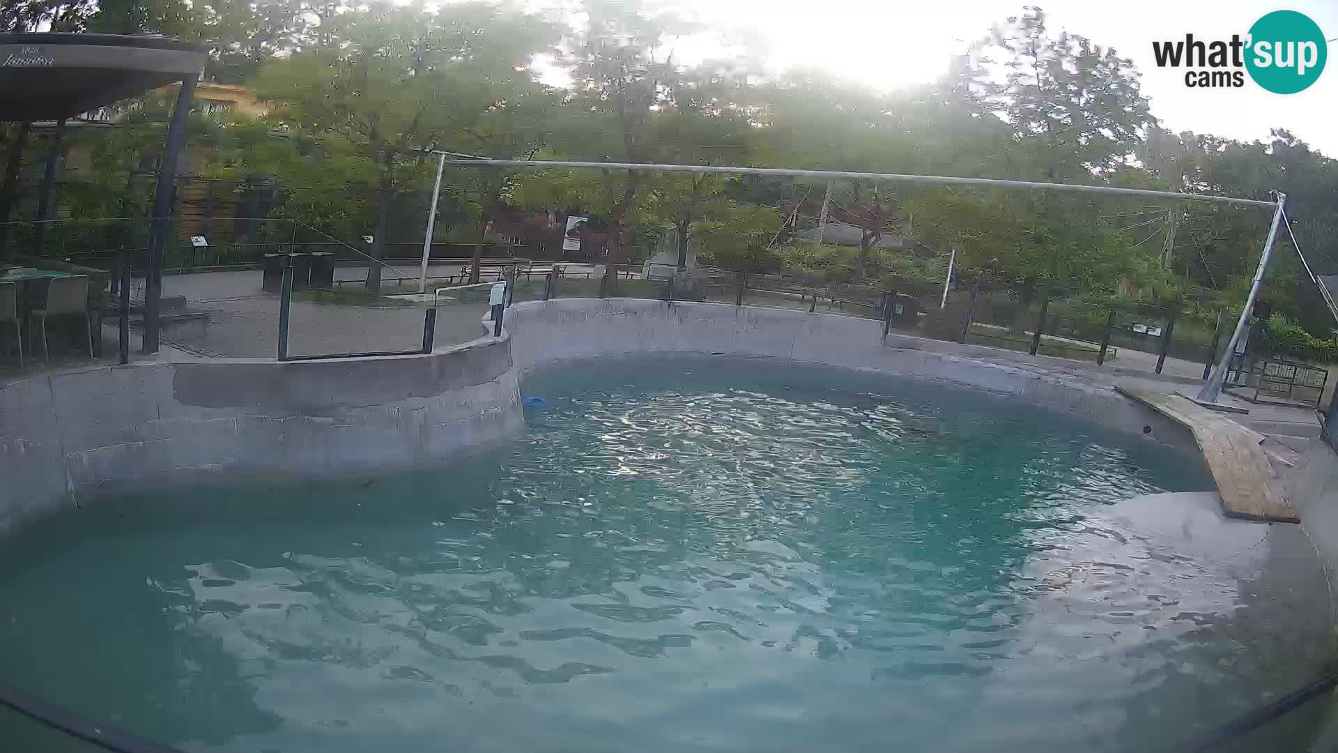 Zoo Zagreb – Kalifornijski morski lev