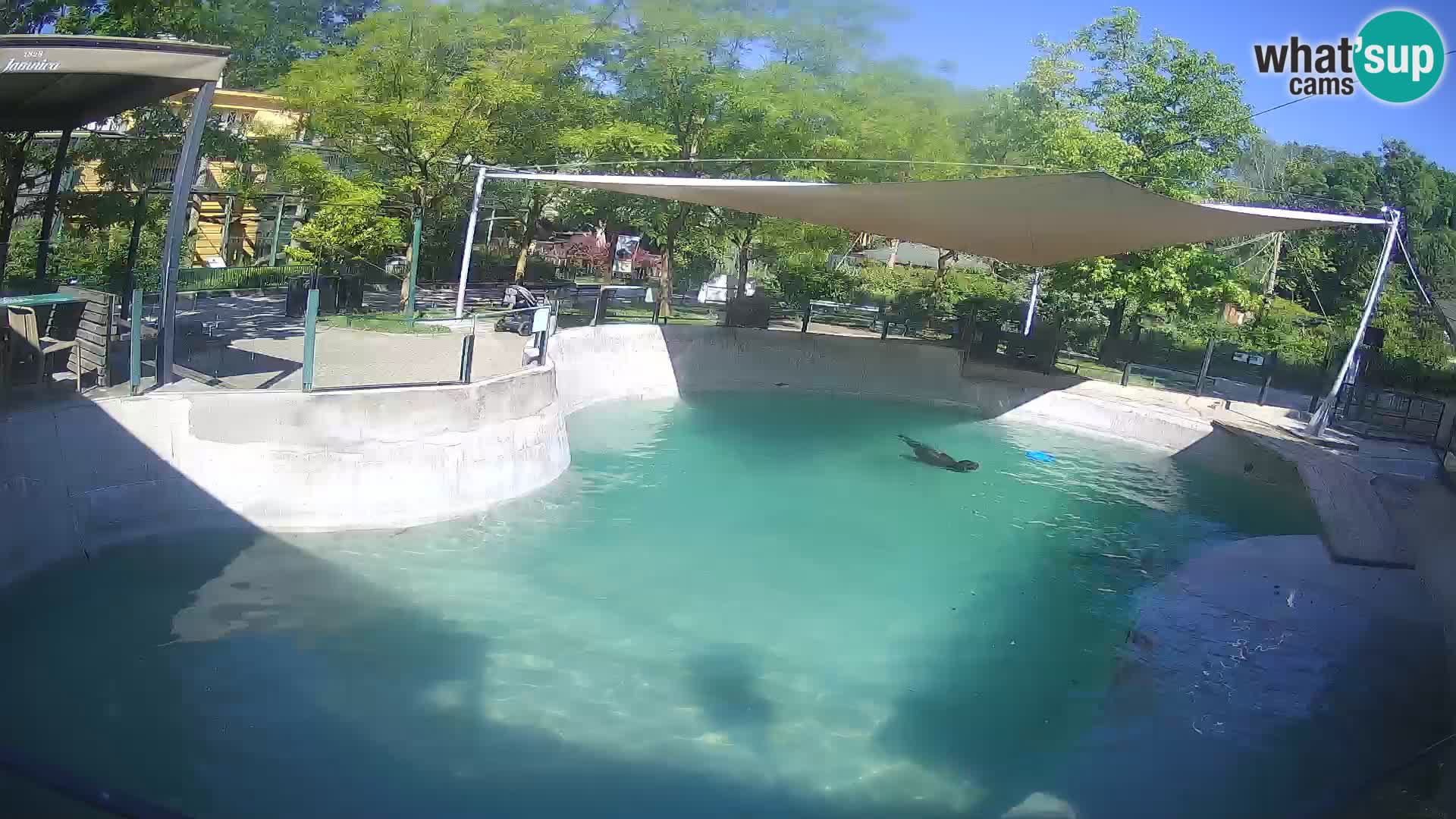 Zoo Zagreb – Kalifornijski morski lav