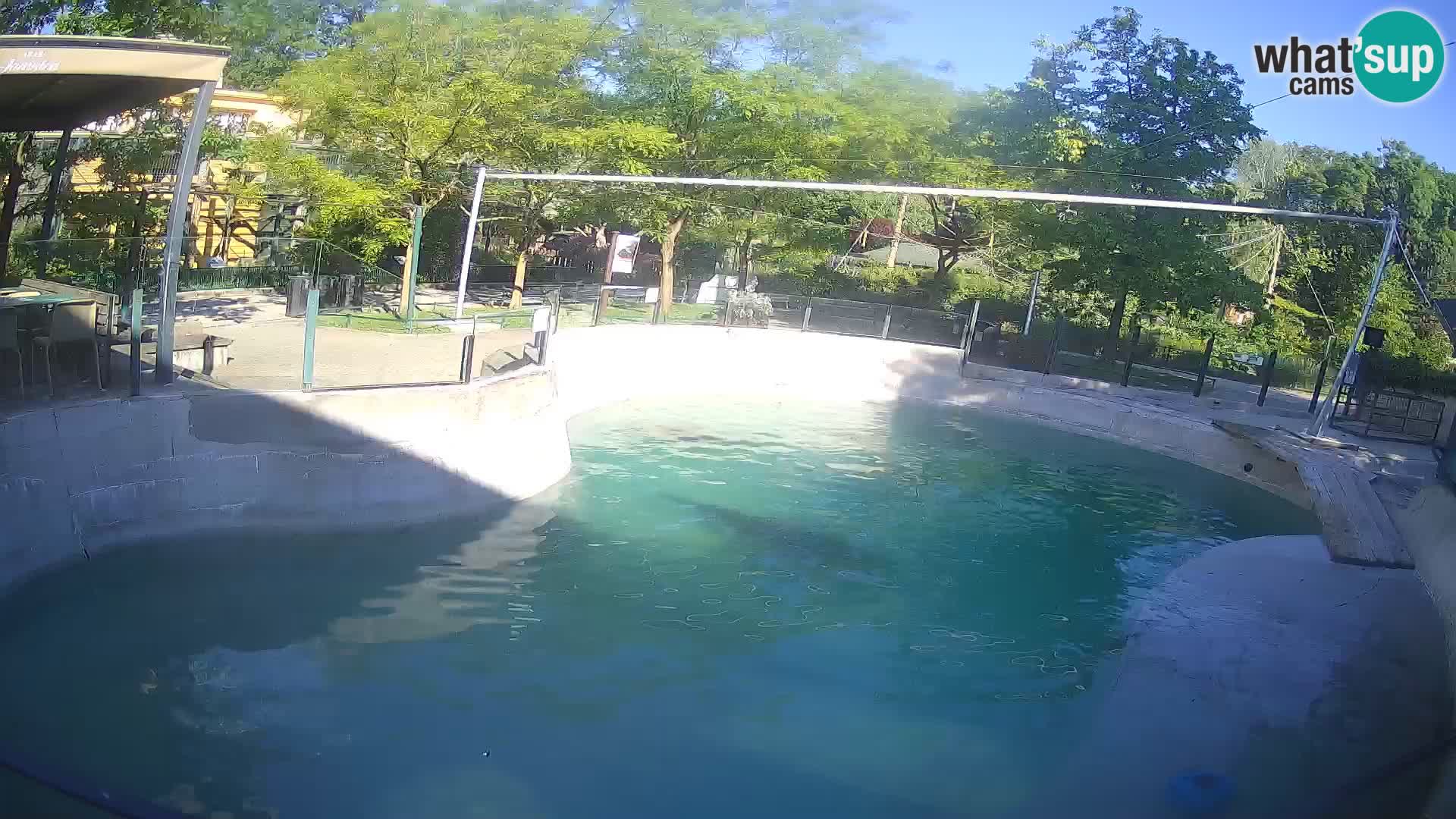 Zoo Zagreb – California Sea Lion