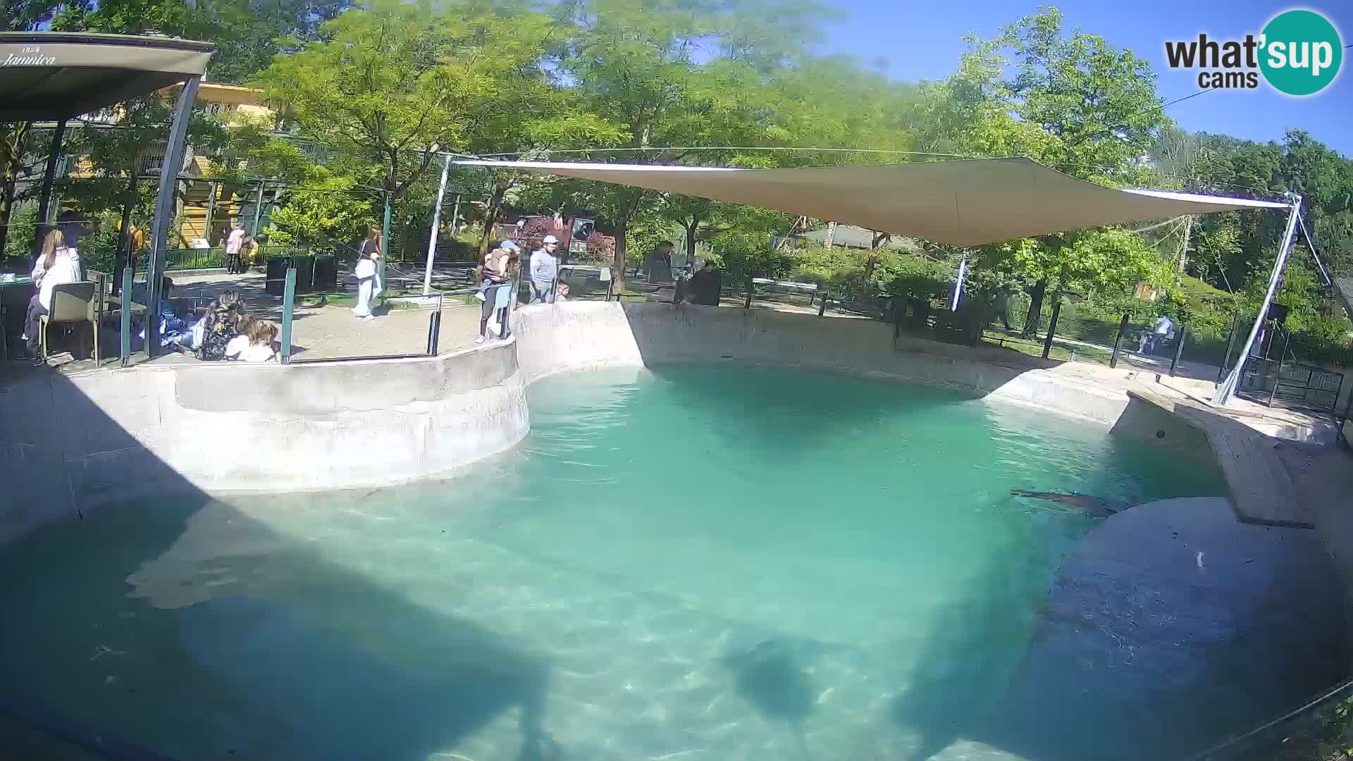 Zoo Zagreb – Kalifornijski morski lev