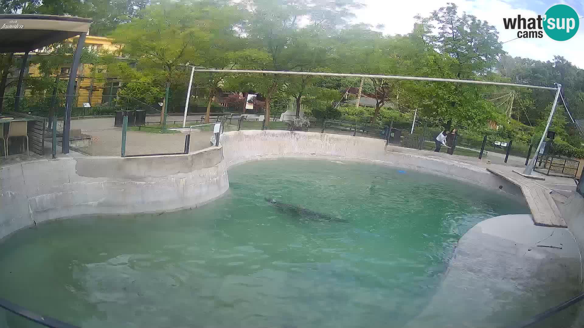 Zoo Zagreb – Kalifornijski morski lav