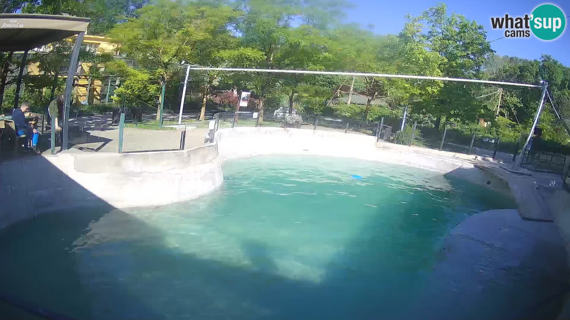 Zoo Zagreb –  León marino de California