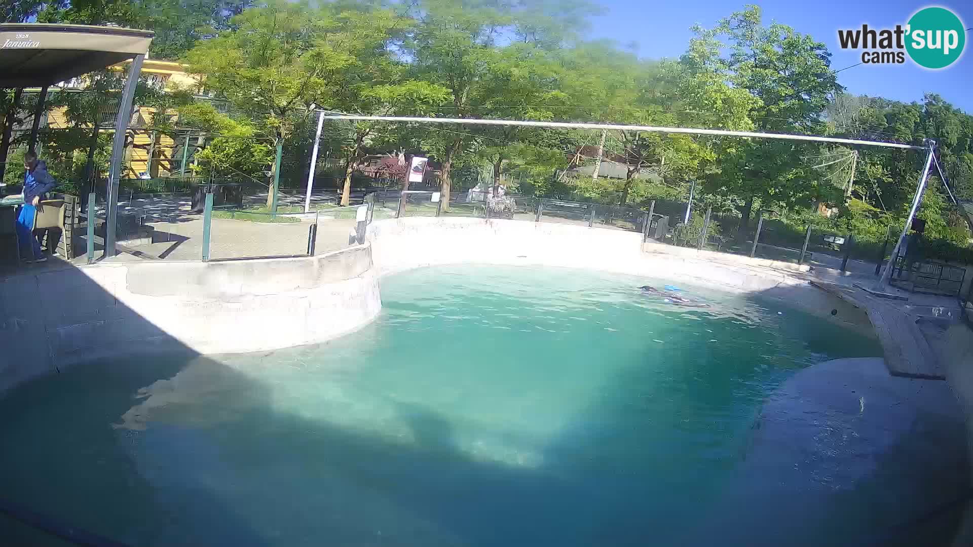 Zoo Zagreb – Kalifornijski morski lav