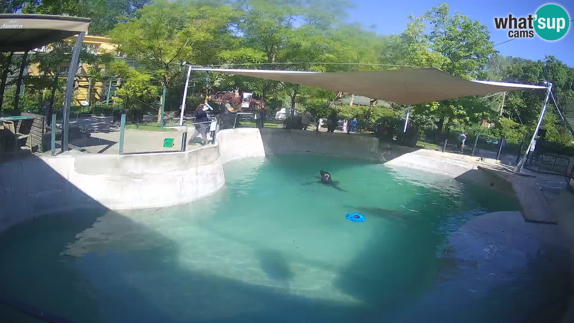 Zoo Zagreb – Kalifornischer Seelöwe