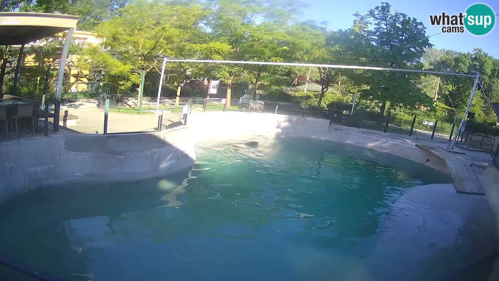 Zoo Zagreb – Kalifornischer Seelöwe