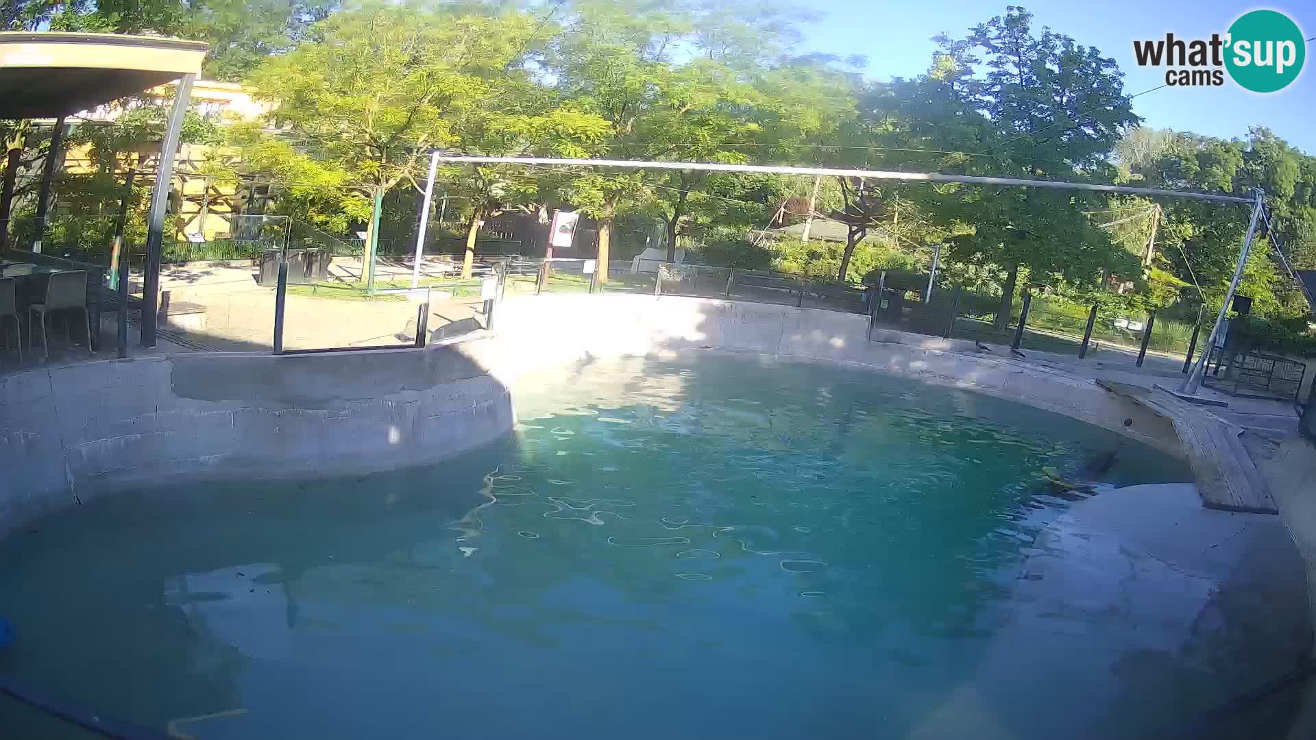 Zoo Zagreb – Kalifornischer Seelöwe