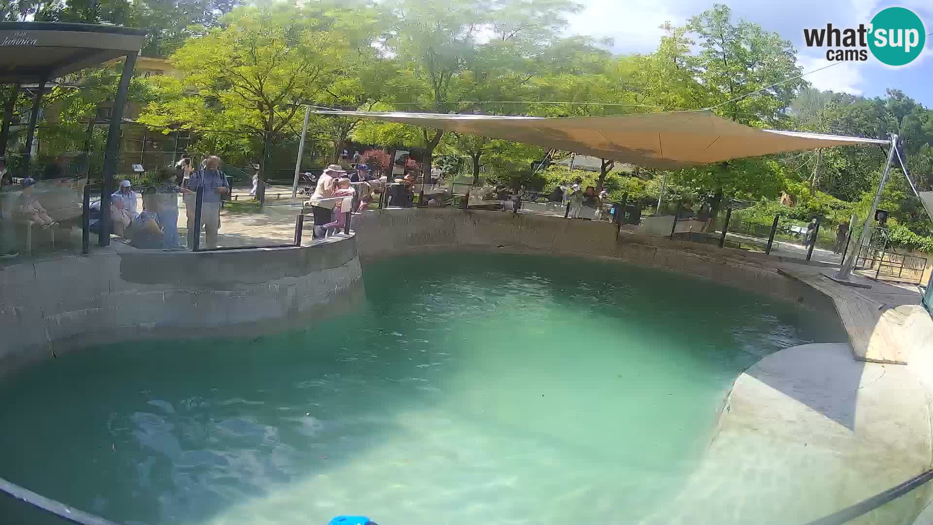 Zoo Zagreb – California Sea Lion