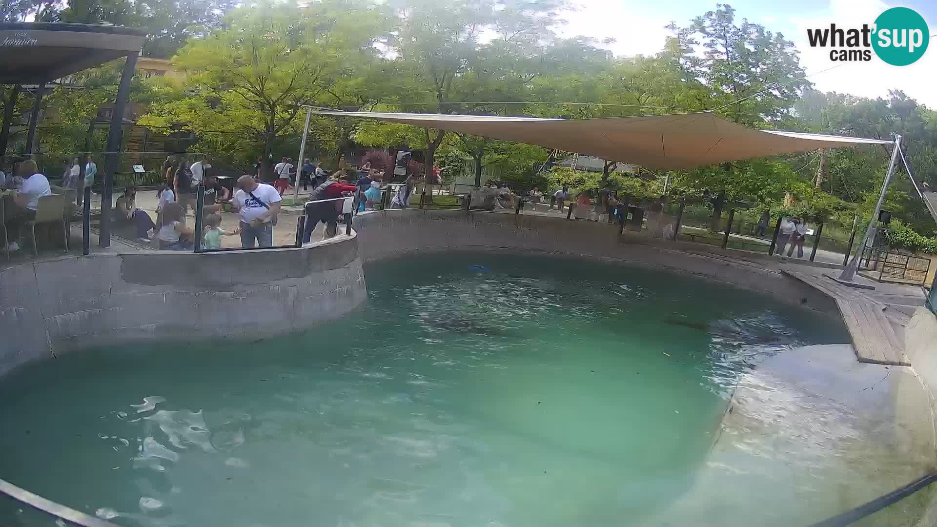 Zoo Zagreb – Otarie de Californie