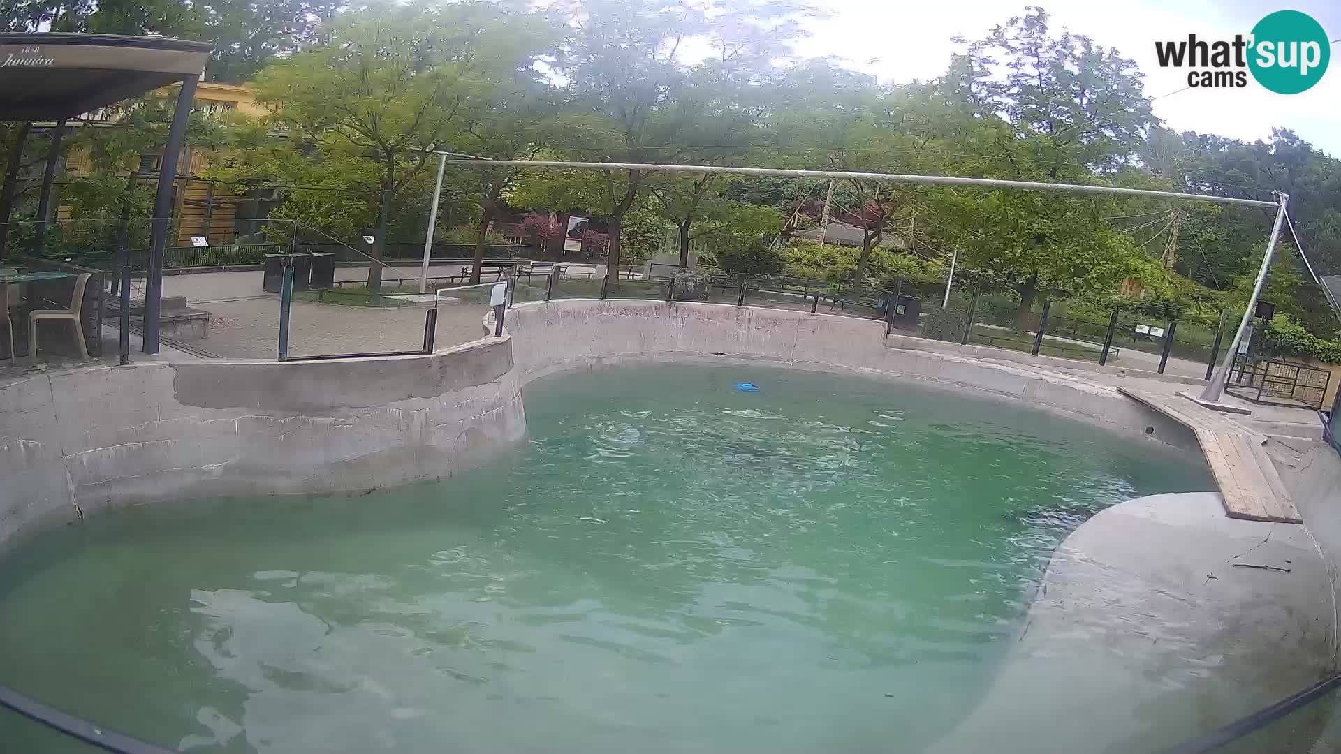 Zoo Zagreb – Kalifornijski morski lev