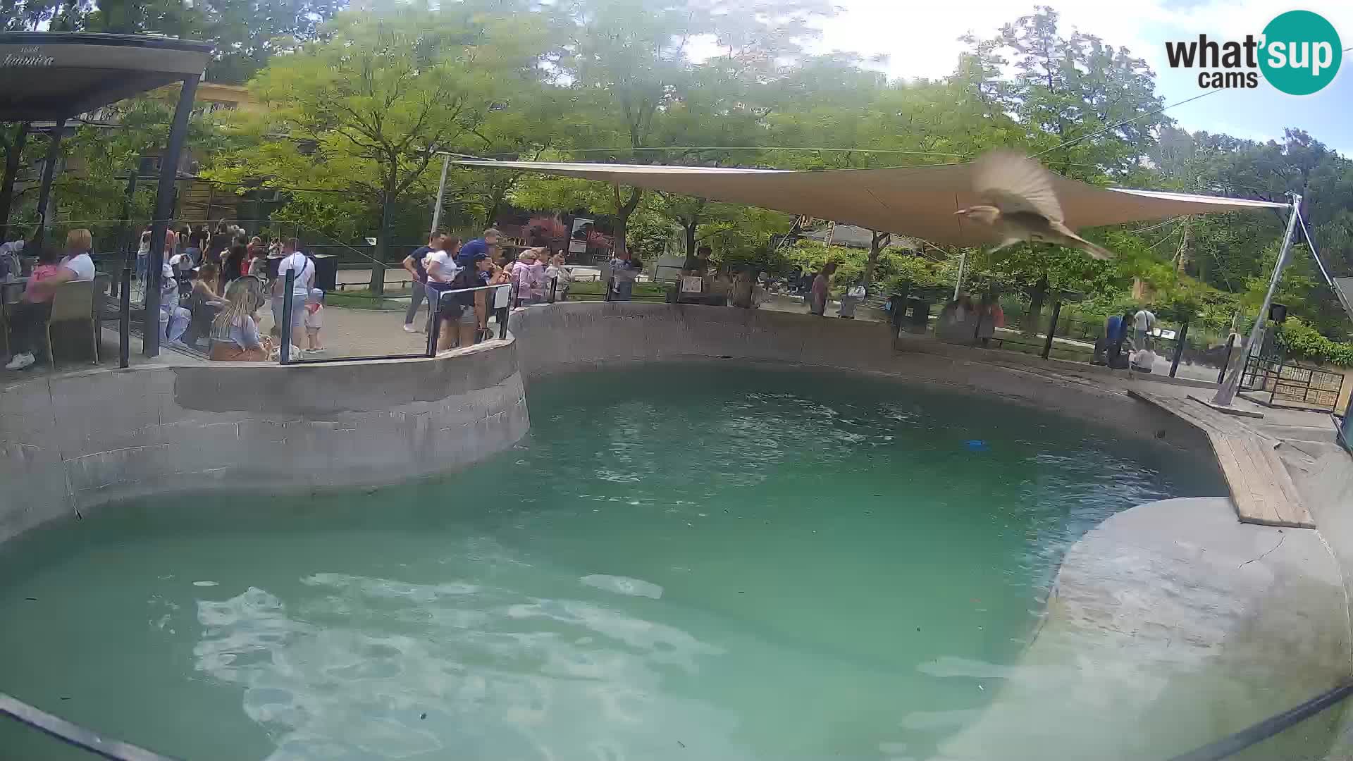 Zoo Zagreb –  León marino de California