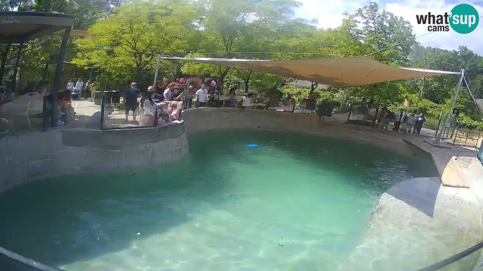 Zoo Zagreb – Kalifornijski morski lev