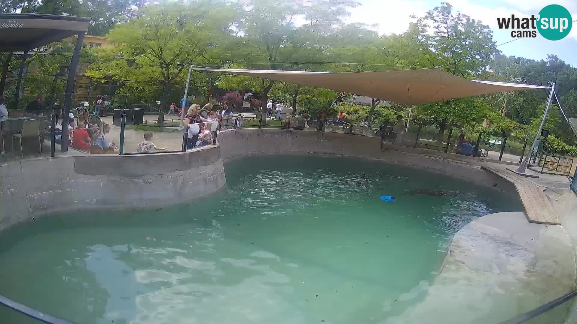 Zoo Zagreb – Kalifornijski morski lev