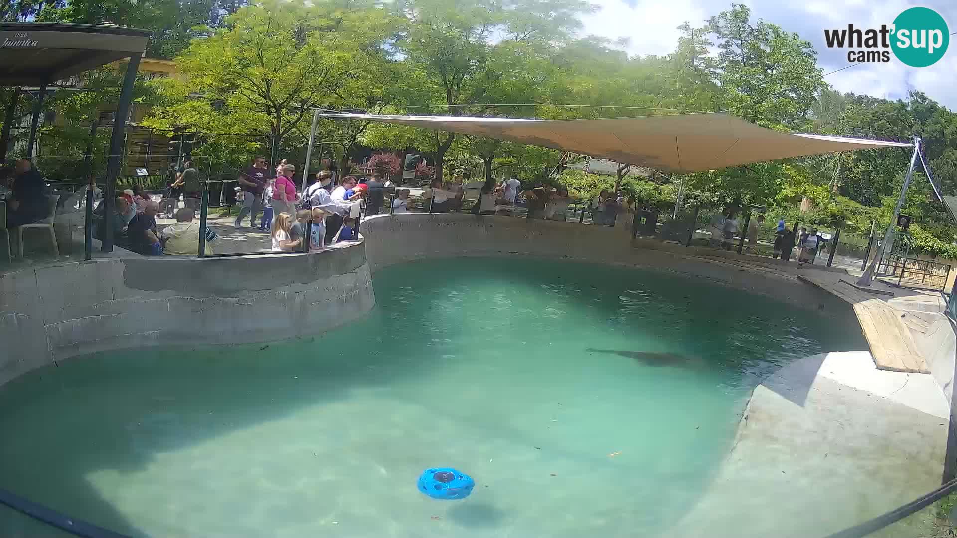 Zoo Zagreb – Kalifornischer Seelöwe