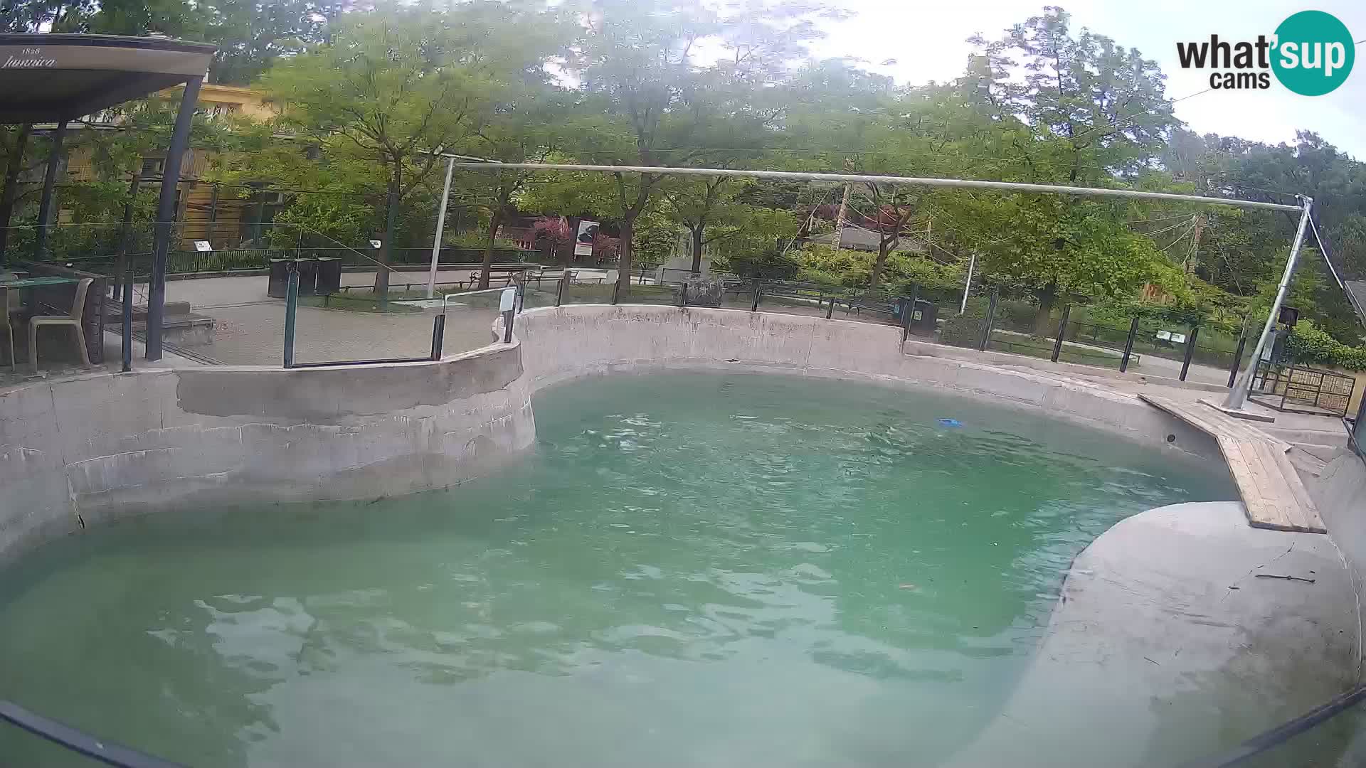Zoo Zagreb – Kalifornischer Seelöwe