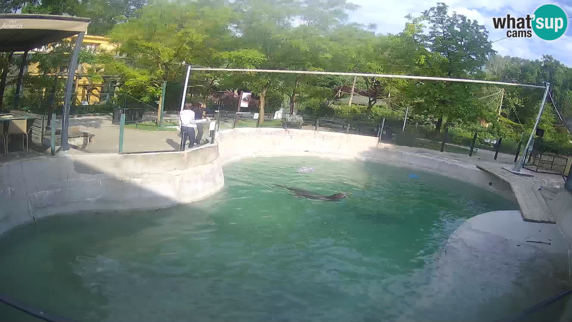 Zoo Zagreb – Kalifornijski morski lev