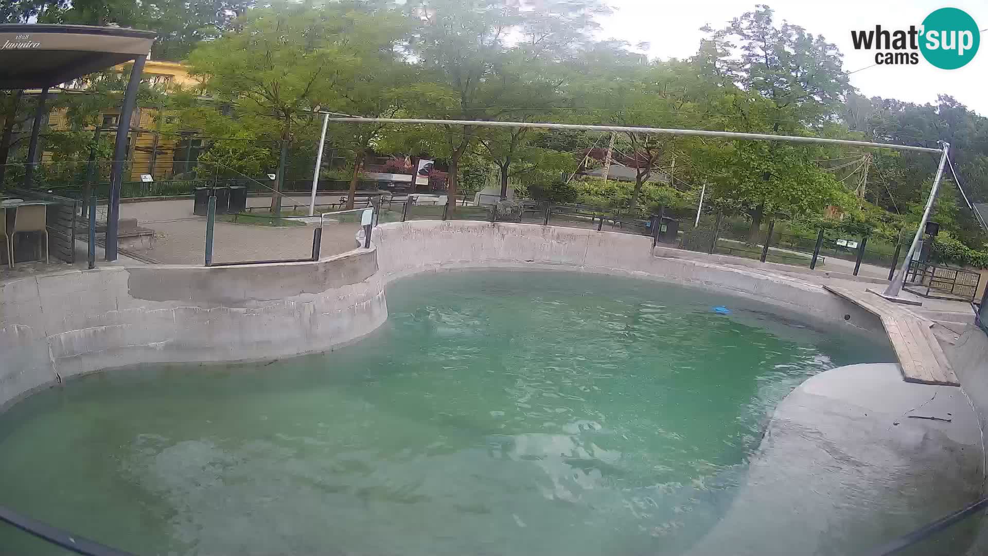 Zoo Zagreb – Kalifornijski morski lav