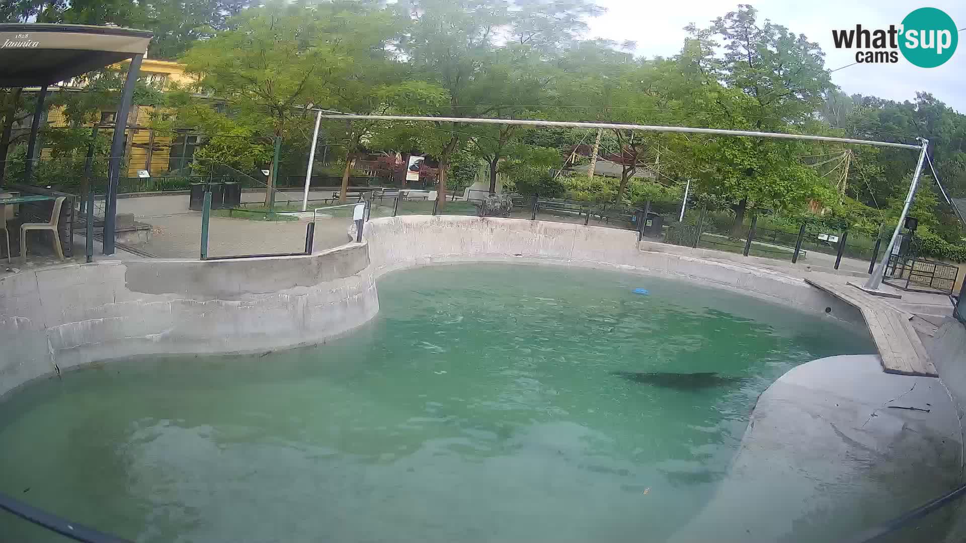 Zoo Zagreb –  León marino de California