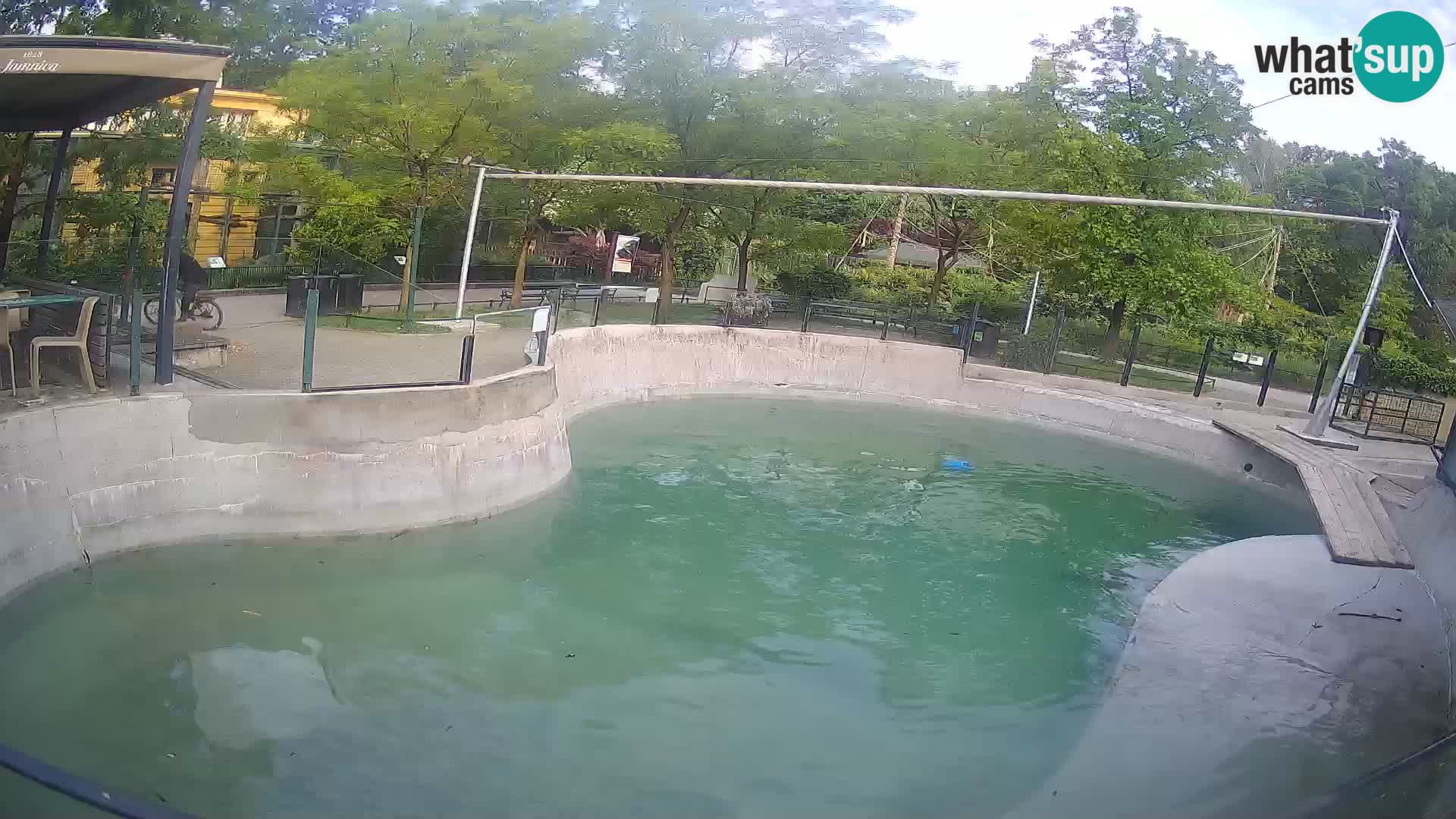 Zoo Zagreb – California Sea Lion