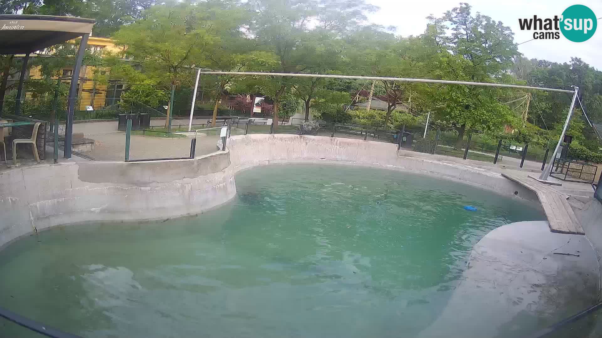Zoo Zagreb – Kalifornijski morski lev