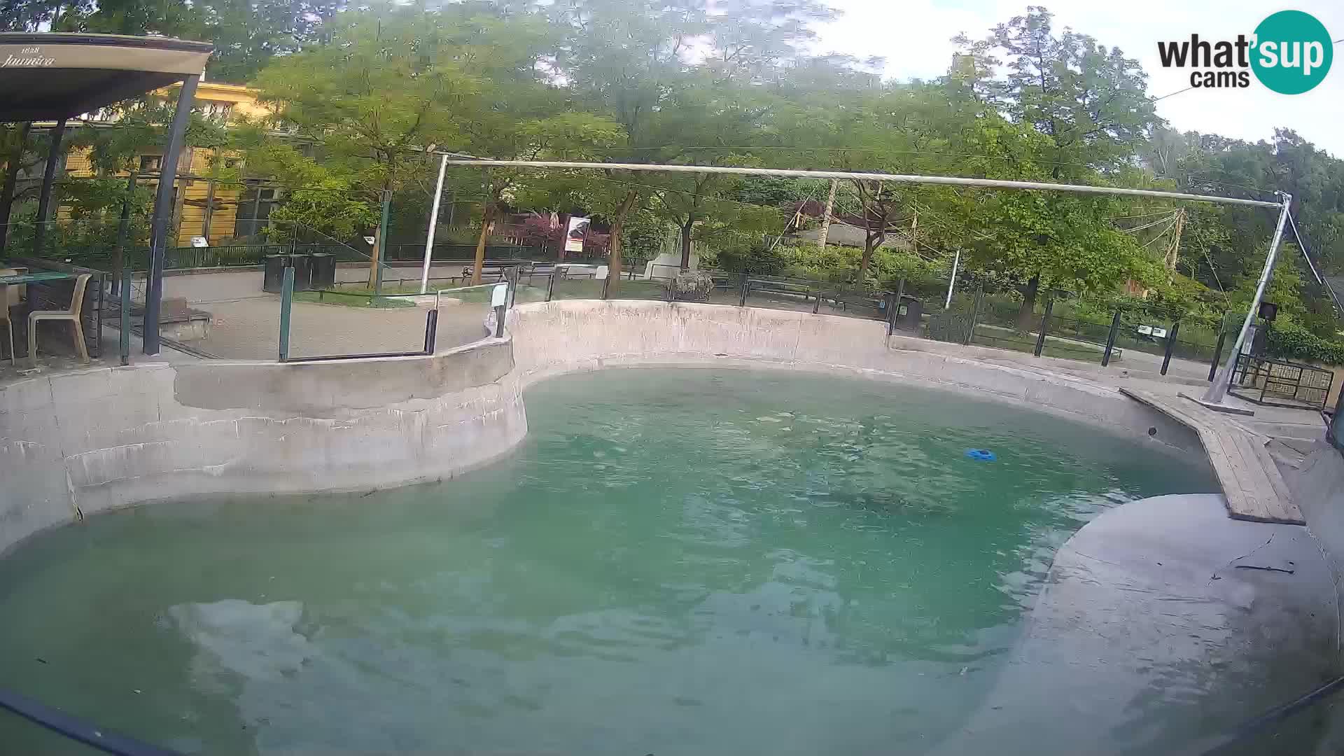 Zoo Zagreb – Kalifornijski morski lev