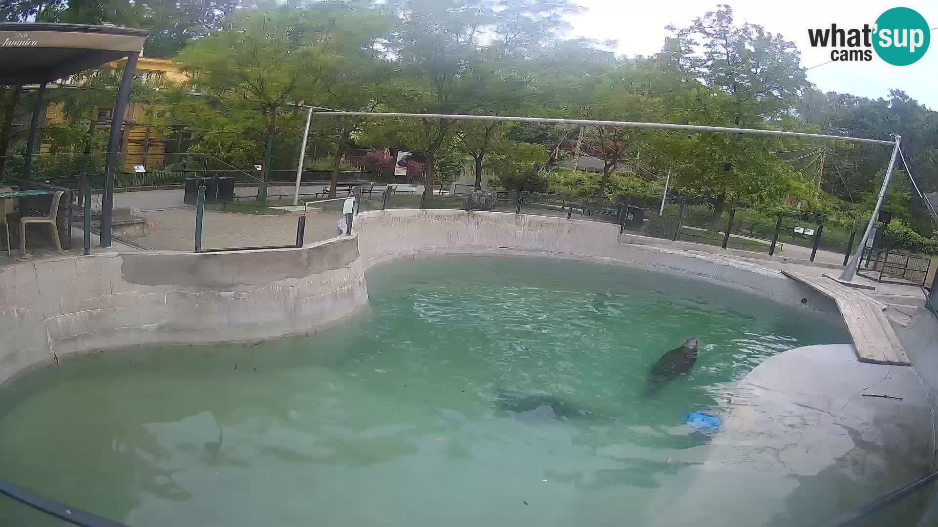 Zoo Zagreb – Kalifornischer Seelöwe