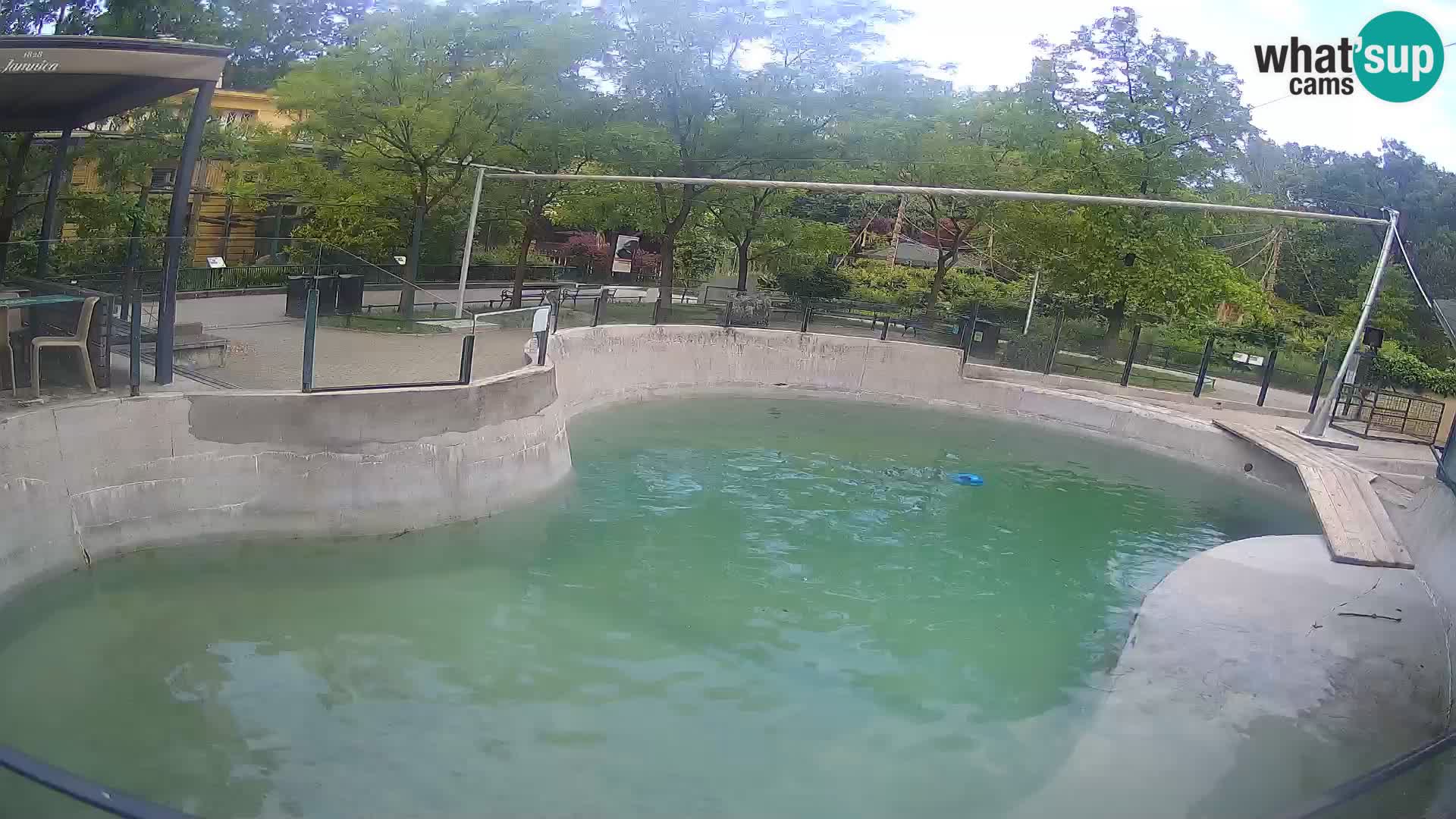Zoo Zagreb – California Sea Lion