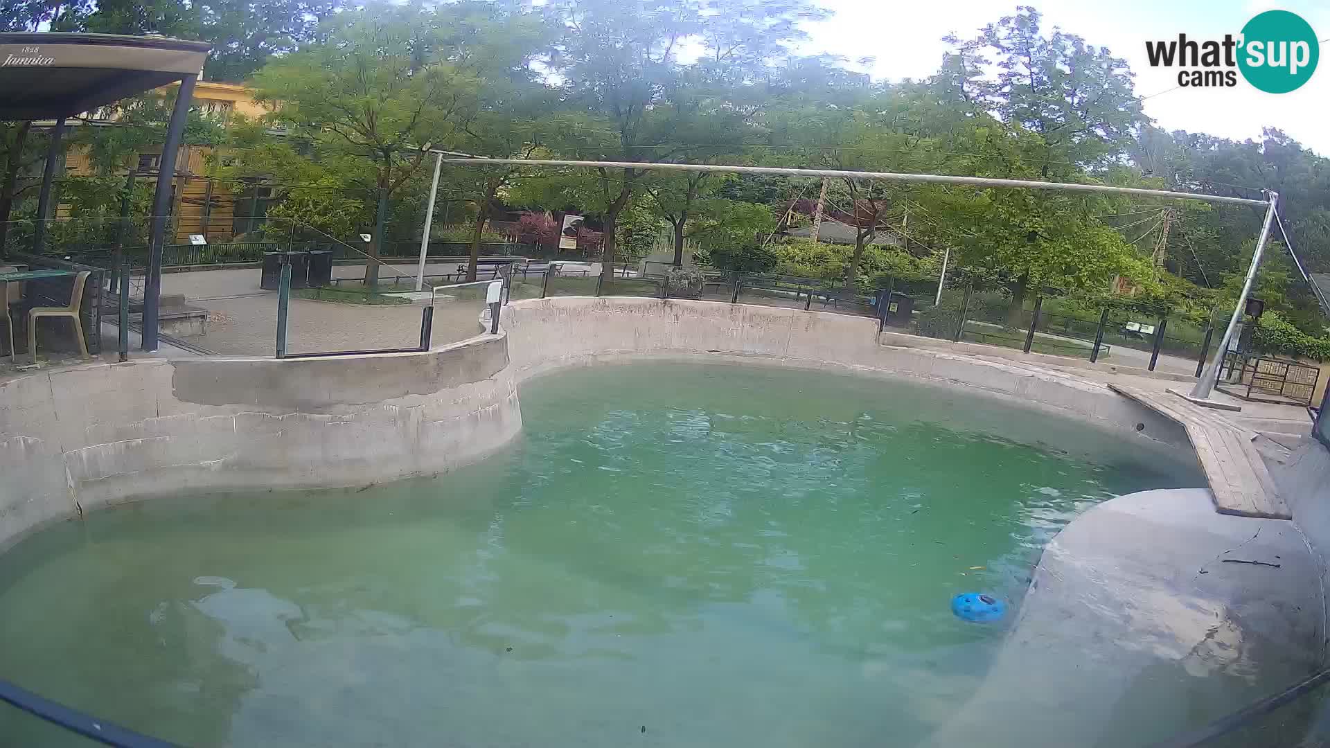 Zoo Zagreb – Kalifornischer Seelöwe