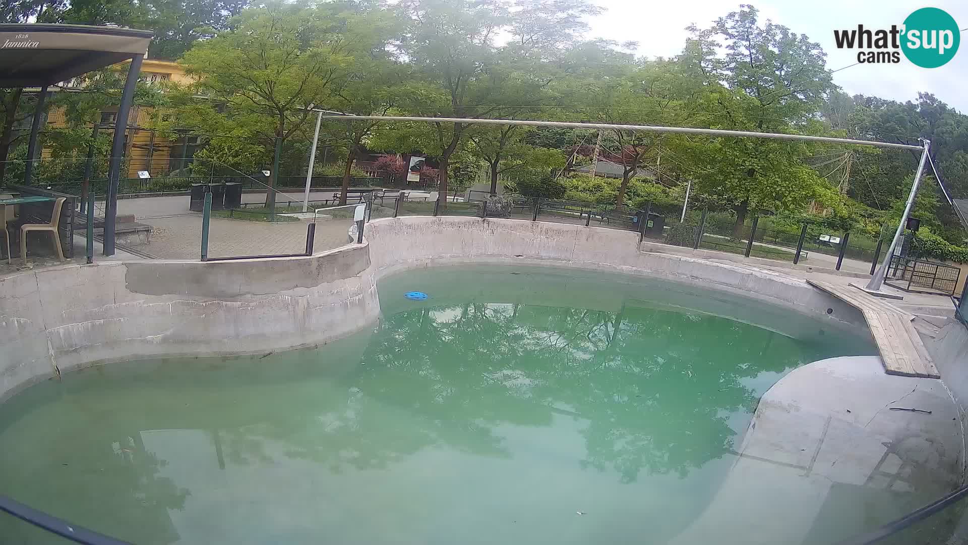 Zoo Zagreb – Kalifornijski morski lev