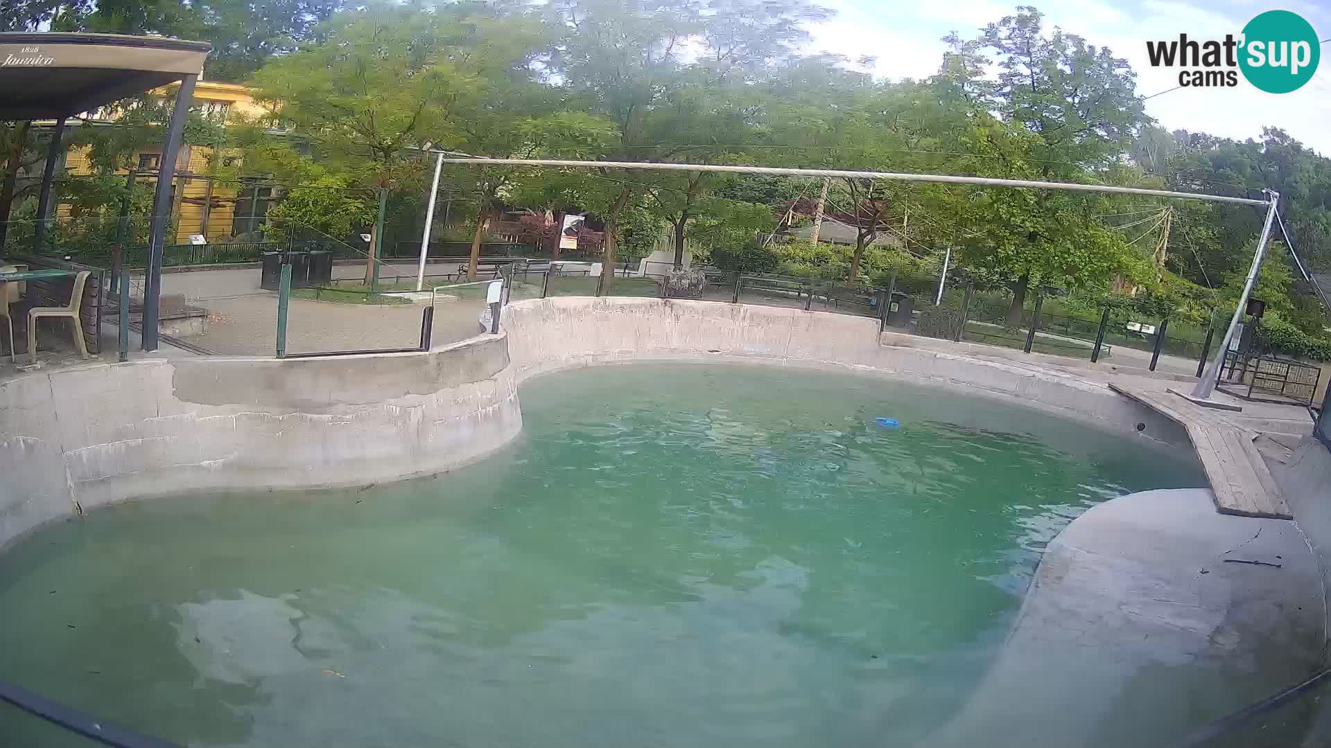 Zoo Zagreb – Kalifornijski morski lav