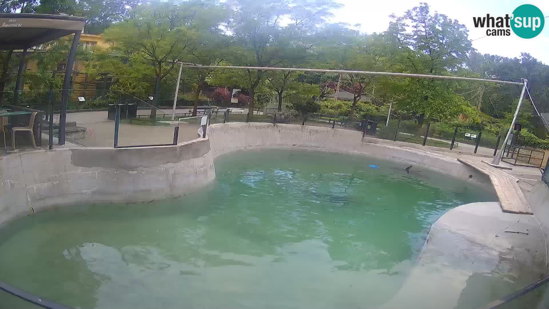 Zoo Zagreb – California Sea Lion