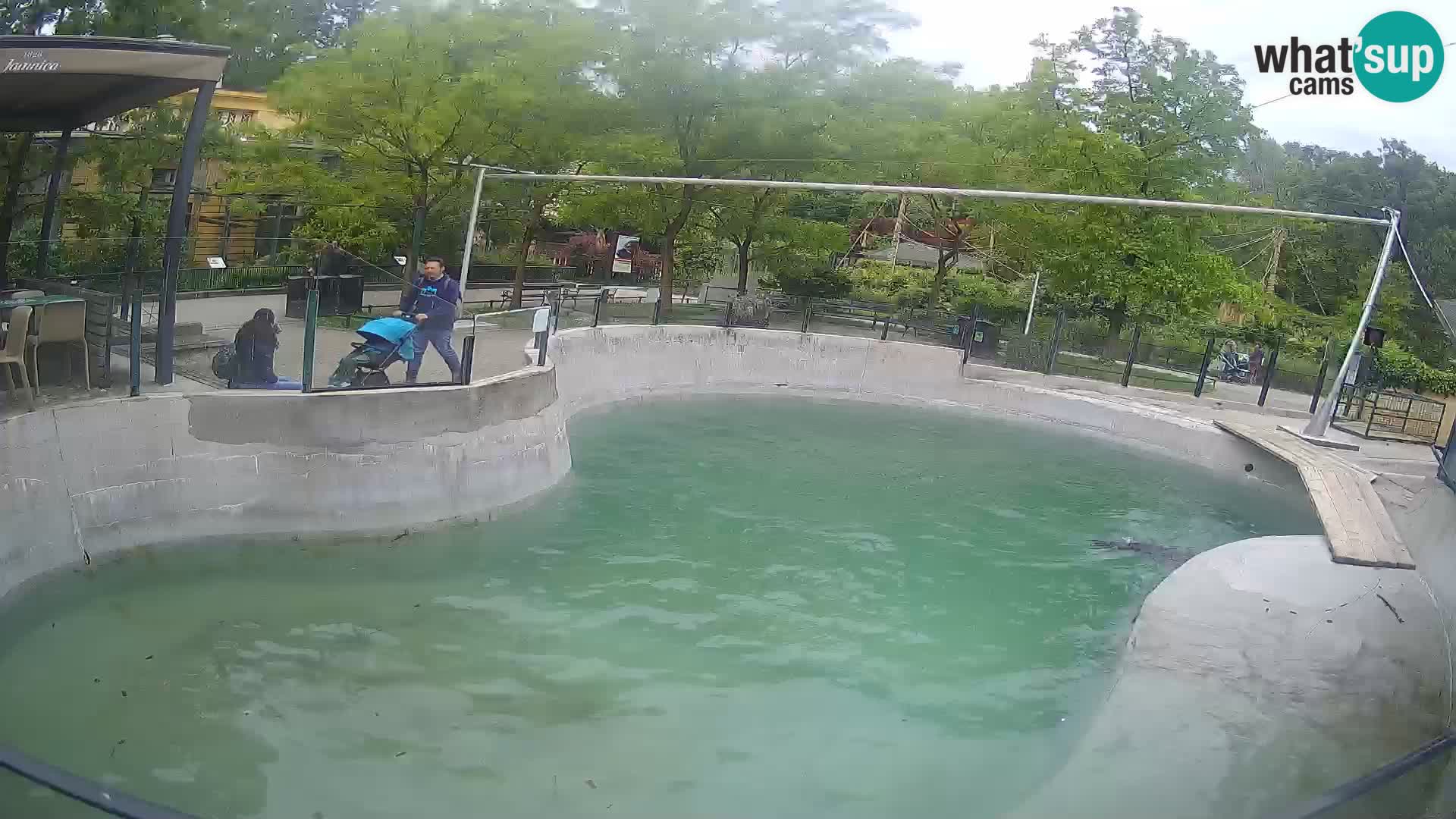 Zoo Zagreb – California Sea Lion